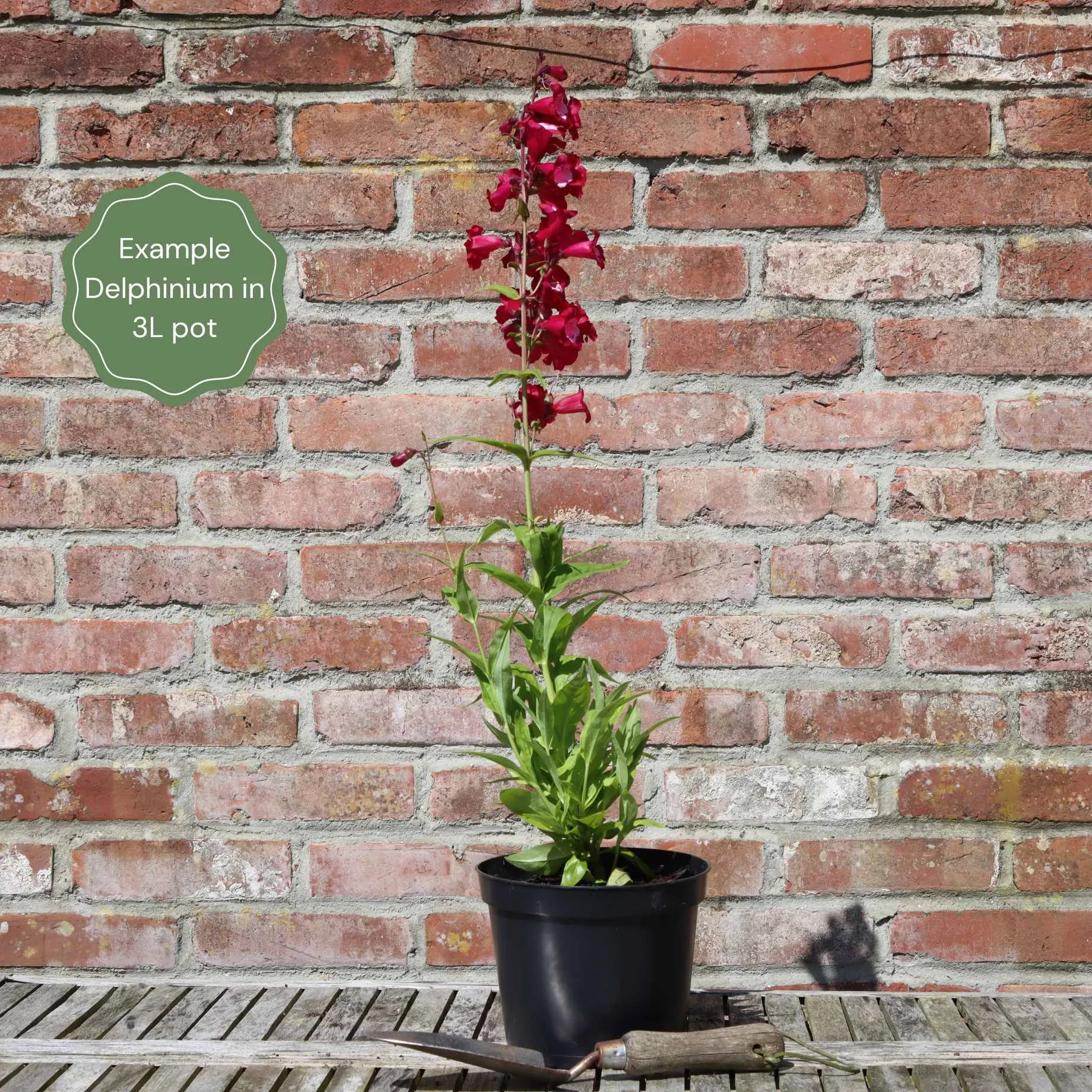 Delphinium 'Pure White'