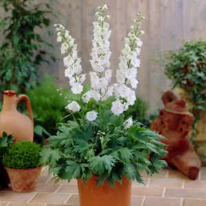 Delphinium 'Pure White'