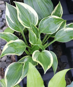 Heather Hill Hosta