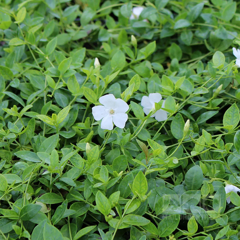 Vinca minor Gertrude Jekyll - Lesser Periwinkle