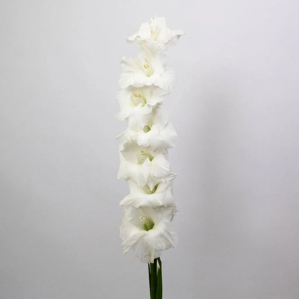 White Gladiolus Flowers