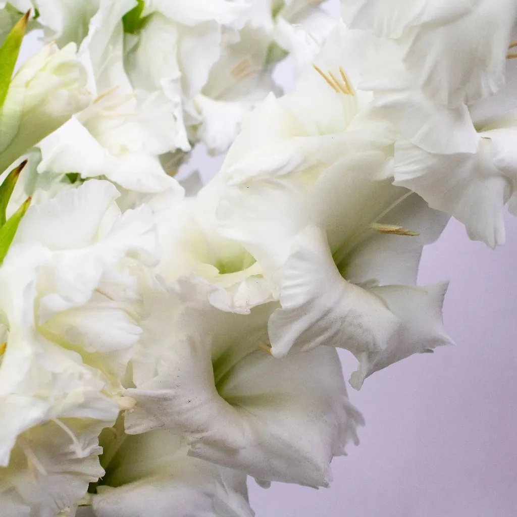 White Gladiolus Flowers