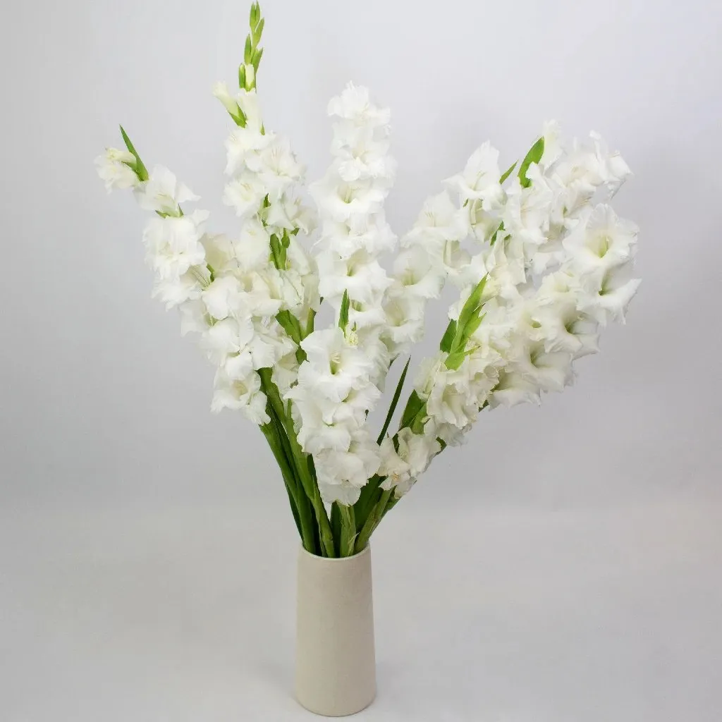 White Gladiolus Flowers