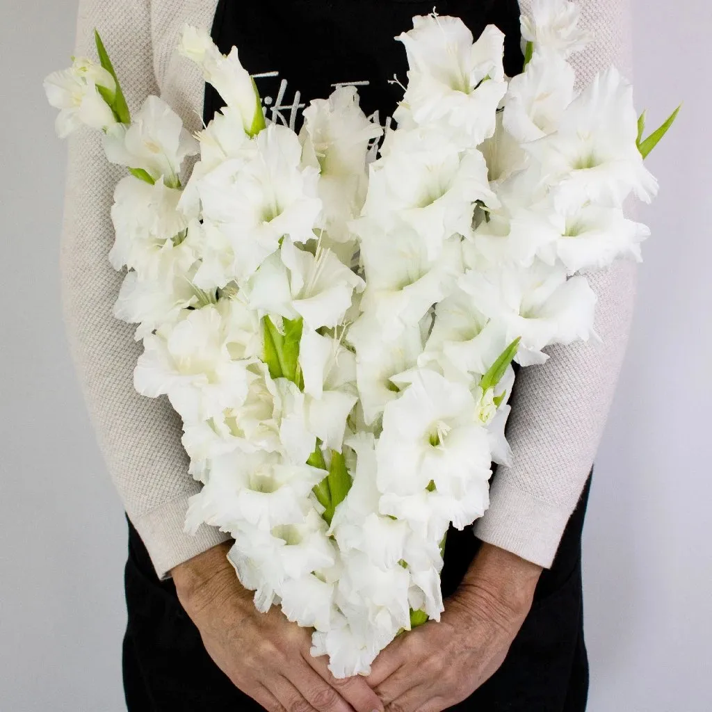 White Gladiolus Flowers